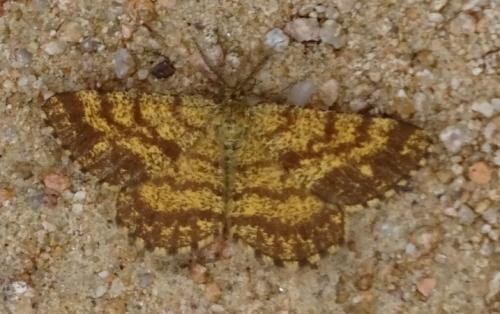 Réf. 210 397 : Ematurga atomaria